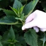 Kopriva: sastav, upotreba i interakcije sa lekovima