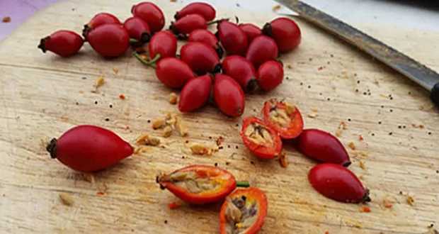 Šipak: tradicionalna upotreba i recepti