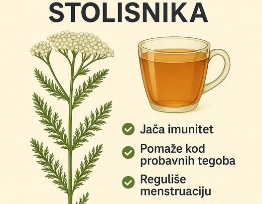 Stolisnik (hajdučka trava): upotreba i mere opreza